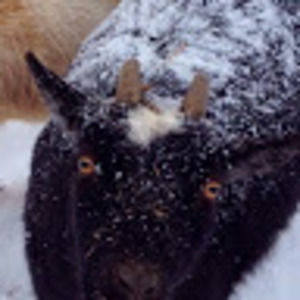 Meet your Posher, Bran